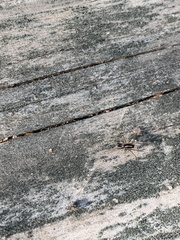 Microlinyphia mandibulata