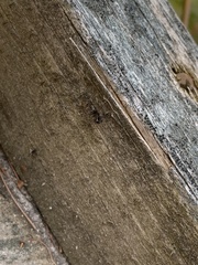 Microlinyphia mandibulata