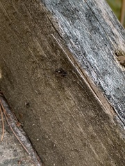 Microlinyphia mandibulata