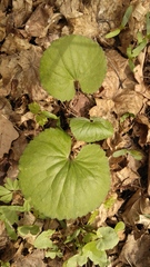 Ranunculus cassubicus
