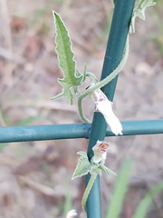 Convolvulus equitans equitans