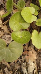 Asarum europaeum