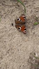 Aglais io