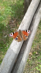 Aglais io