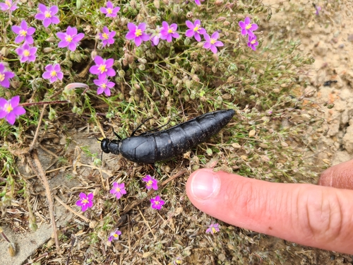 Portuguese red-striped oil beetle