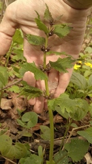 Lamium maculatum