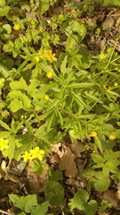 Ranunculus cassubicus