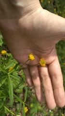 Ranunculus cassubicus