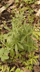 Ranunculus cassubicus