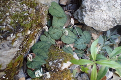 Cyclamen balearicum
