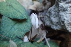 Cyclamen balearicum