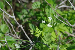 Anthriscus cerefolium