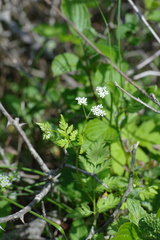 Anthriscus cerefolium