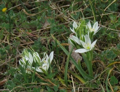 Ornithogalum comosum