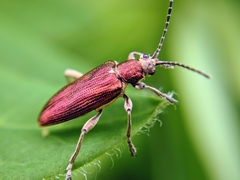 Donacia thalassina
