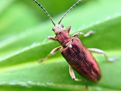 Donacia thalassina