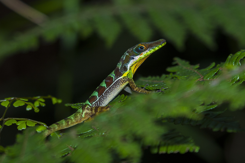Bahoruco Long-Snouted Anole