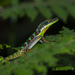 Bahoruco Long-snouted Anole - Photo (c) Pedro Genaro Rodriguez, some rights reserved (CC BY-NC), uploaded by Pedro Genaro Rodriguez