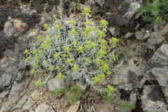 Teucrium aureum