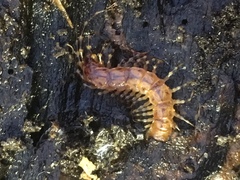 Lithobius variegatus