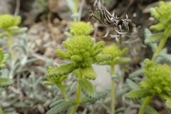 Teucrium aureum