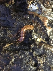 Lithobius variegatus