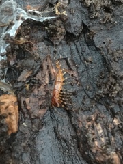 Lithobius variegatus
