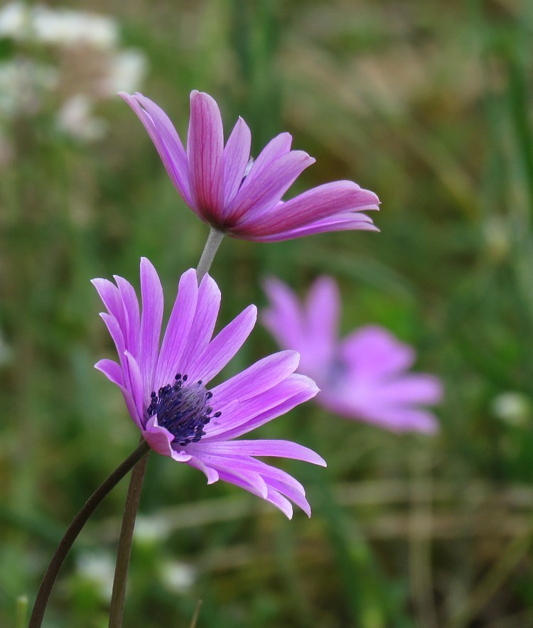 Broad-leaved anemone