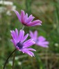 Broad-leaved Anemone - Photo (c) Alenka Mihoric, some rights reserved (CC BY-NC), uploaded by Alenka Mihoric