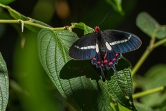 Parides agavus