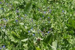 Anchusa stylosa