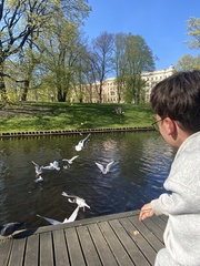 Chroicocephalus ridibundus