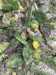 Opuntia mesacantha
