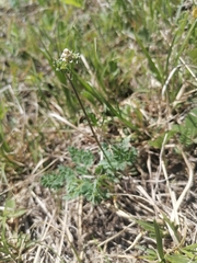 Thalictrum petaloideum