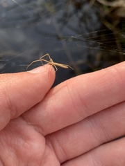 Tetragnatha caudata