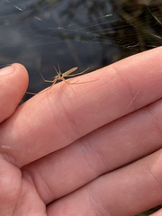 Tetragnatha caudata