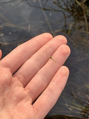 Tetragnatha caudata