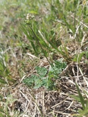 Thalictrum petaloideum