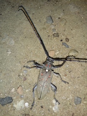 Batocera rufomaculata