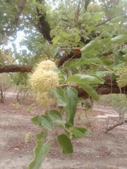 Crossopteryx febrifuga