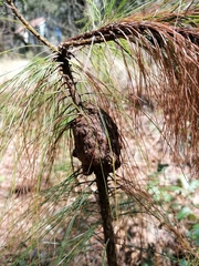 Cronartium conigenum