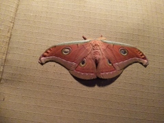 Antheraea
