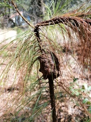 Cronartium conigenum