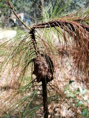 Cronartium conigenum