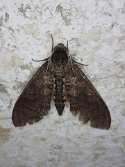 Manduca diffissa
