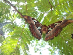 Attacus