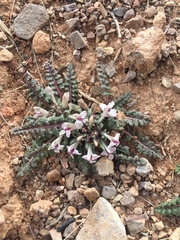 Pedicularis semenowii