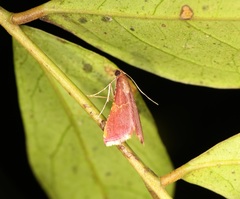 Endotricha olivacealis