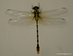 Scalmogomphus bistrigatus