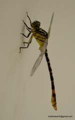 Scalmogomphus bistrigatus